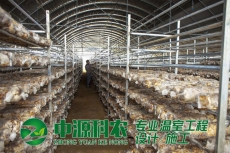 同江滁州市食用菌温室大棚公司